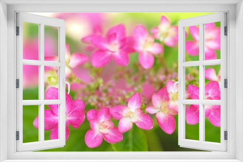 Fototapeta Naklejka Na Ścianę Okno 3D - ピンクのガクアジサイの花