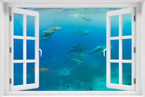 Fototapeta Naklejka Na Ścianę Okno 3D - Dolphin Pod