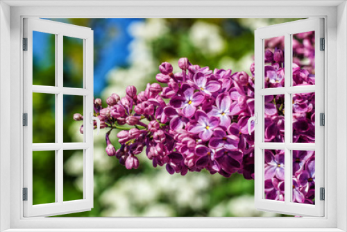 Fototapeta Naklejka Na Ścianę Okno 3D - A branch of a violet purple lilac. Shallow depth of field. Selective focus.