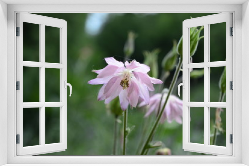 Fototapeta Naklejka Na Ścianę Okno 3D - Aquilegia vulgaris - ligh pink early summer flower