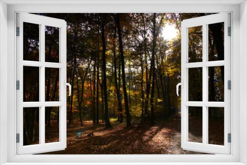 Fototapeta Naklejka Na Ścianę Okno 3D - Weg durch den Herbstwald