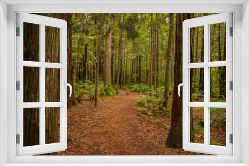 Fototapeta Naklejka Na Ścianę Okno 3D - red wood forest landscape
