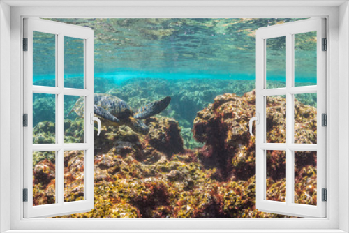 Fototapeta Naklejka Na Ścianę Okno 3D - Sea Turtle swimming over the Reef