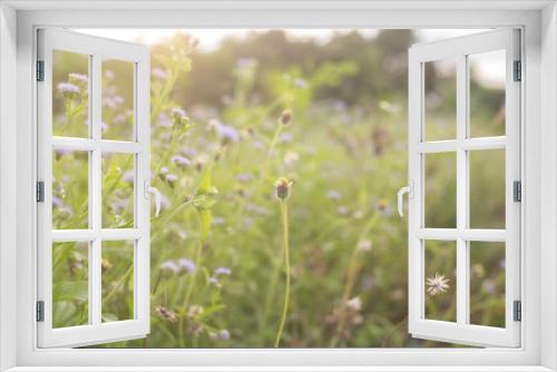 Fototapeta Naklejka Na Ścianę Okno 3D - Abstract plants meadow field and flowers green flash at sunset for gardening natural summer vibrant warm outdoor garden