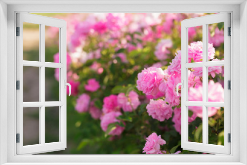 Fototapeta Naklejka Na Ścianę Okno 3D - pink rose bush closeup on field background
