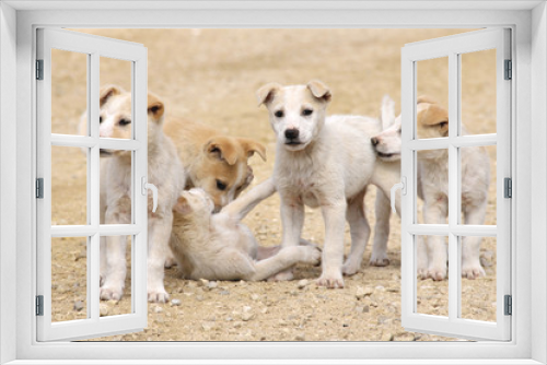 Fototapeta Naklejka Na Ścianę Okno 3D - Puppies