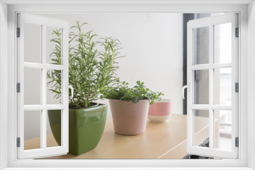 Fototapeta Naklejka Na Ścianę Okno 3D - Rosemary plant in green container and oregano plant in pink container with pink and white cup on shelf in living room (selective focus)