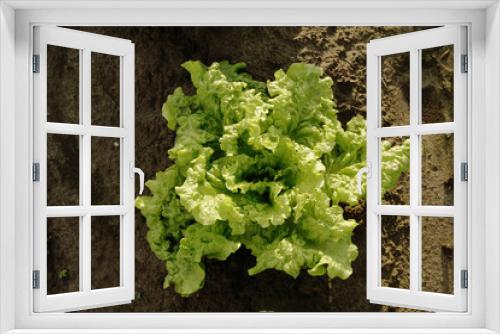 Fototapeta Naklejka Na Ścianę Okno 3D - lettuce