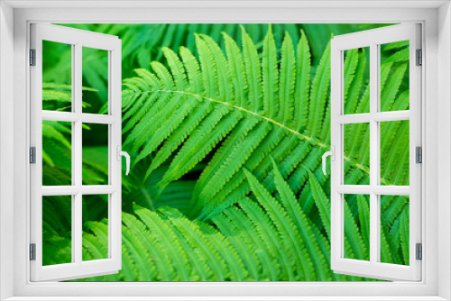 Fototapeta Naklejka Na Ścianę Okno 3D - Green leaves of the fern. Natural background.