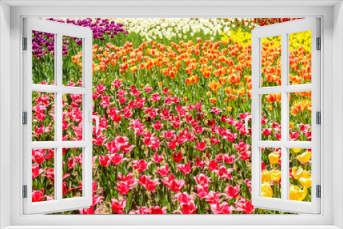 Fototapeta Naklejka Na Ścianę Okno 3D - Top view Multi-colored tulips in hitachi seaside park