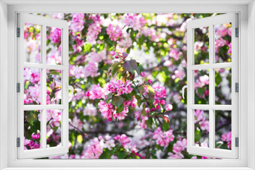 Fototapeta Naklejka Na Ścianę Okno 3D - Bright pink sakura flowers on the branches