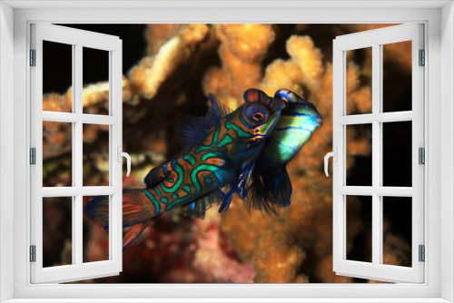 Fototapeta Naklejka Na Ścianę Okno 3D - Mating Mandarinfish (aka Mandarin Dragonet, Synchiropus splendidus). Moalboal, Philippines