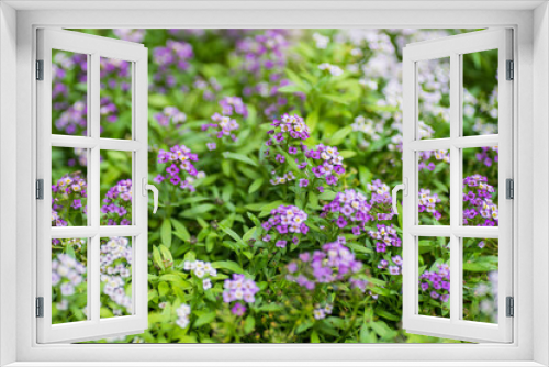 Fototapeta Naklejka Na Ścianę Okno 3D - Summer garden flowers