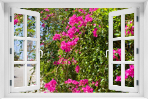 Fototapeta Naklejka Na Ścianę Okno 3D - Pink bougainvillea flowers