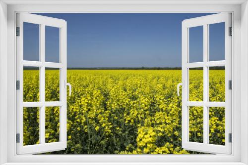 Fototapeta Naklejka Na Ścianę Okno 3D - Green energy source. Field of rapeseed. Yellow colza field in bloom. Blue sky