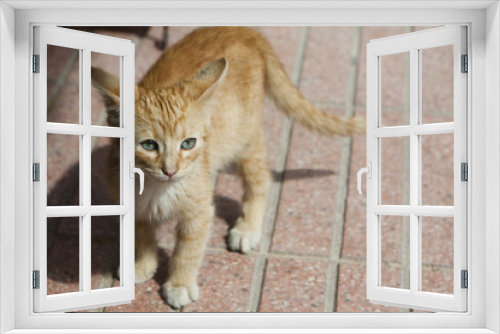 Fototapeta Naklejka Na Ścianę Okno 3D - red playful kitten