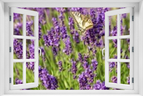 Fototapeta Naklejka Na Ścianę Okno 3D - Butterfly flying over lavender flower, butterflies on lavender flower