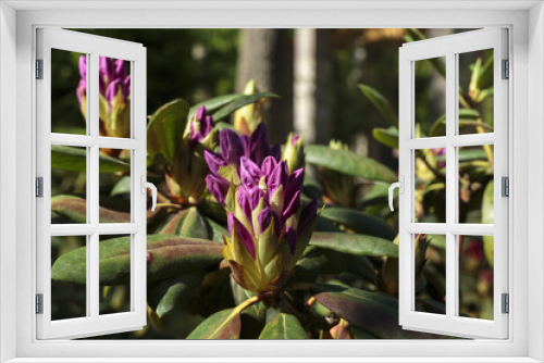 Fototapeta Naklejka Na Ścianę Okno 3D - Ultra violet nerium, purple oleander, blooming mauve oleander 2018