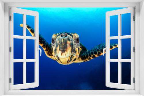 Fototapeta Naklejka Na Ścianę Okno 3D - Hawksbill sea turtle (eretmochelys imbricata)