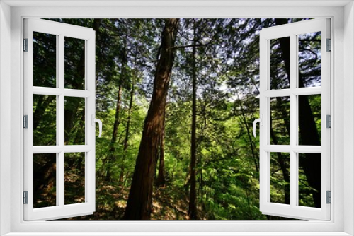 Fototapeta Naklejka Na Ścianę Okno 3D - 森の木々
