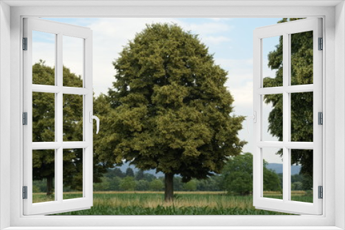 Fototapeta Naklejka Na Ścianę Okno 3D - Baum