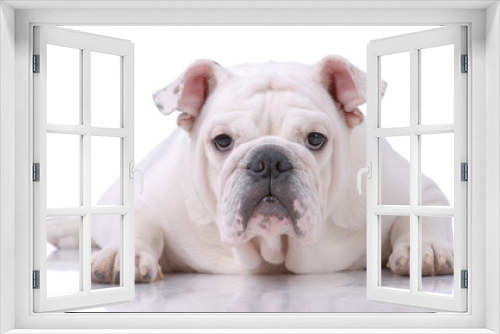 Fototapeta Naklejka Na Ścianę Okno 3D - Smooth-haired English Bulldog