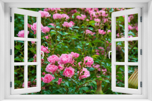 Fototapeta Naklejka Na Ścianę Okno 3D - beautiful pink roses