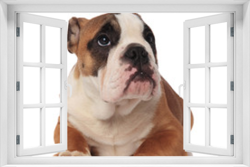Fototapeta Naklejka Na Ścianę Okno 3D - relaxed brown english bulldog looks up to side while lying