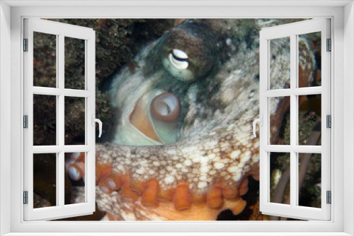 Fototapeta Naklejka Na Ścianę Okno 3D - Octopus tetricus, Gloomy Octopus or Common Sydney Octopus, hiding under a rock in Clovelly Pool, Sydney, NSW, Australia