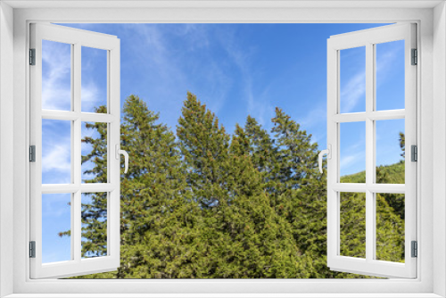 Fototapeta Naklejka Na Ścianę Okno 3D - Beautiful evergreen pine trees, under clear sky
