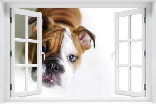 Fototapeta Naklejka Na Ścianę Okno 3D - Doggie Friend