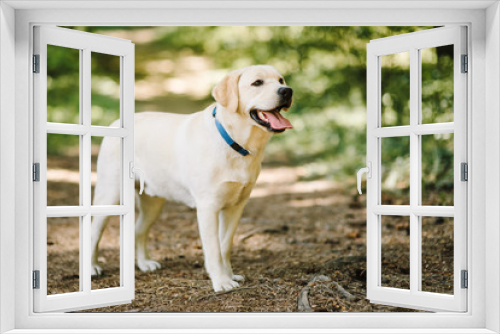 Fototapeta Naklejka Na Ścianę Okno 3D - labrador retriever dog walking in park