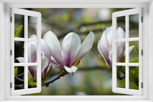 Fototapeta Naklejka Na Ścianę Okno 3D - magnolias