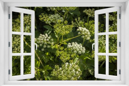 Fototapeta Naklejka Na Ścianę Okno 3D - Cluster Of White Flowers 