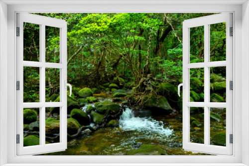 Fototapeta Naklejka Na Ścianę Okno 3D - 西表島のジャングル