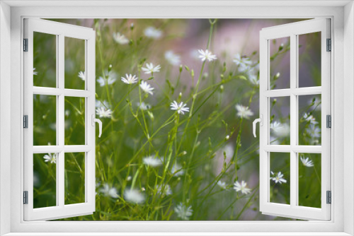 Fototapeta Naklejka Na Ścianę Okno 3D - Small daisies