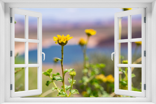 Fototapeta Naklejka Na Ścianę Okno 3D - レイクパウエル周辺に咲く黄色の花