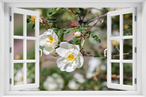 Fototapeta Naklejka Na Ścianę Okno 3D - Beautiful white wild roses in bloom. Dogrose.