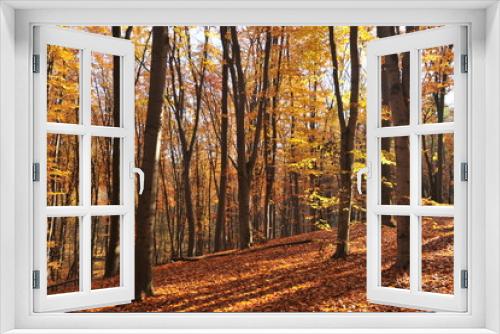 Fototapeta Naklejka Na Ścianę Okno 3D - Autumn in the beech forest