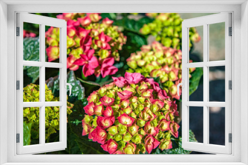 Fototapeta Naklejka Na Ścianę Okno 3D - Close up view of hortensia flowers on blurred background
