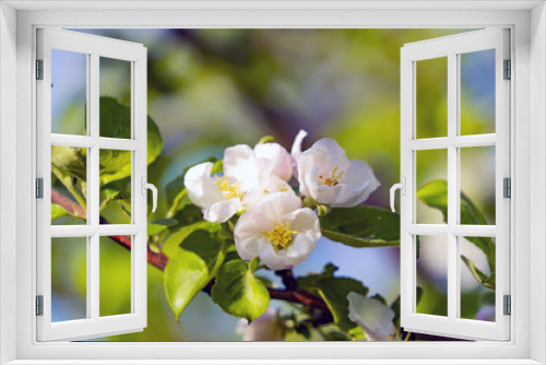 Fototapeta Naklejka Na Ścianę Okno 3D - Apple flowers in the sunlight