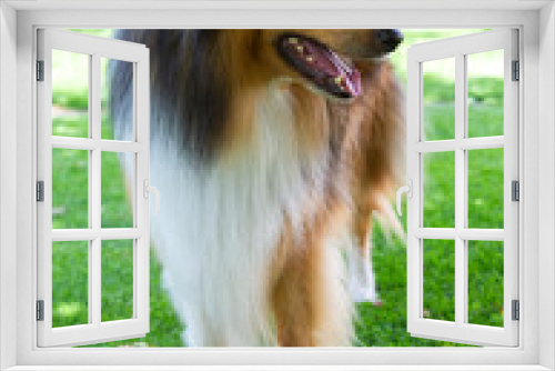 Fototapeta Naklejka Na Ścianę Okno 3D - Collie-Deckrüde in dark-sable