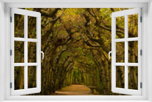 Fototapeta Naklejka Na Ścianę Okno 3D - Tunnel of trees