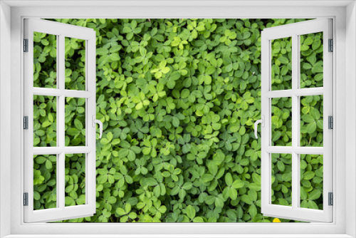 Fototapeta Naklejka Na Ścianę Okno 3D - Green leaf background