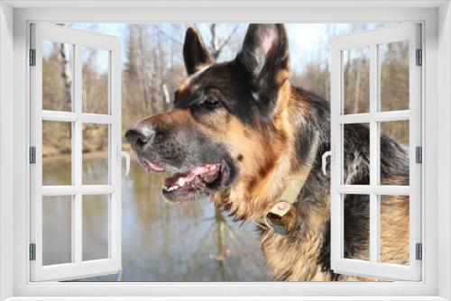 Fototapeta Naklejka Na Ścianę Okno 3D - Muzzle of a Dog German Shepherd outdoors