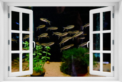 Fototapeta Naklejka Na Ścianę Okno 3D - Goldfishes in a fish tank