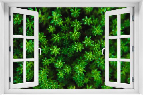 Fototapeta Naklejka Na Ścianę Okno 3D - Texture of green plants.Flat lay. Nature concept
