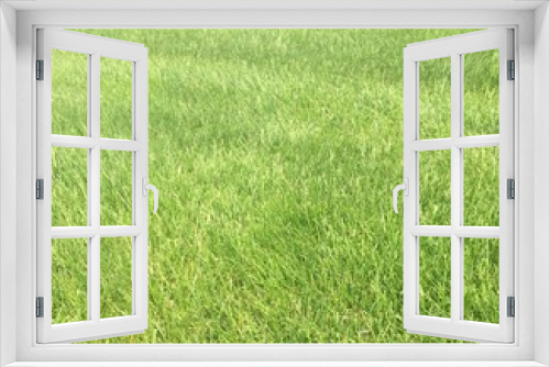 Fototapeta Naklejka Na Ścianę Okno 3D - Green grass meadow 