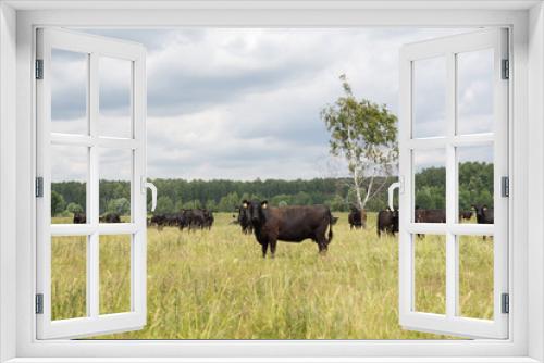 Fototapeta Naklejka Na Ścianę Okno 3D - black bulls walk in the field