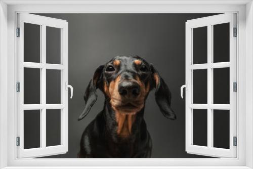 Fototapeta Naklejka Na Ścianę Okno 3D - Portrait of a cute dachshund dog of black color in front of a dark background. 